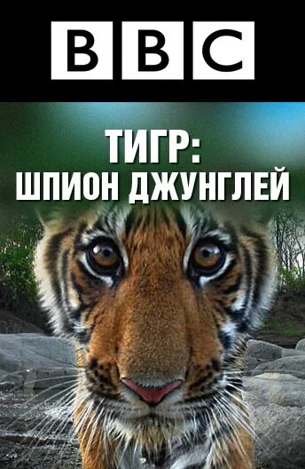 BBC: Тигр – шпион джунглей — постер