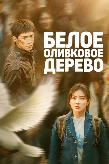 Белое оливковое дерево — постер