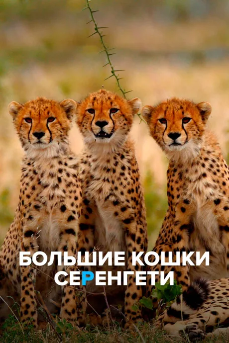 Большие кошки Серенгети — постер
