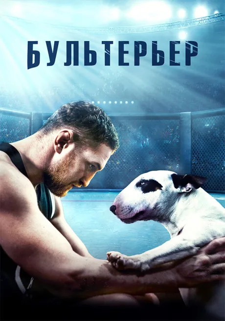 Бультерьер — постер