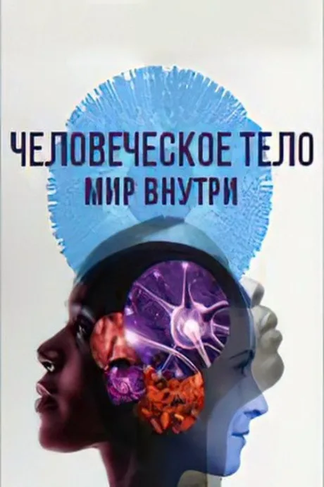 Человеческое тело: мир внутри — постер