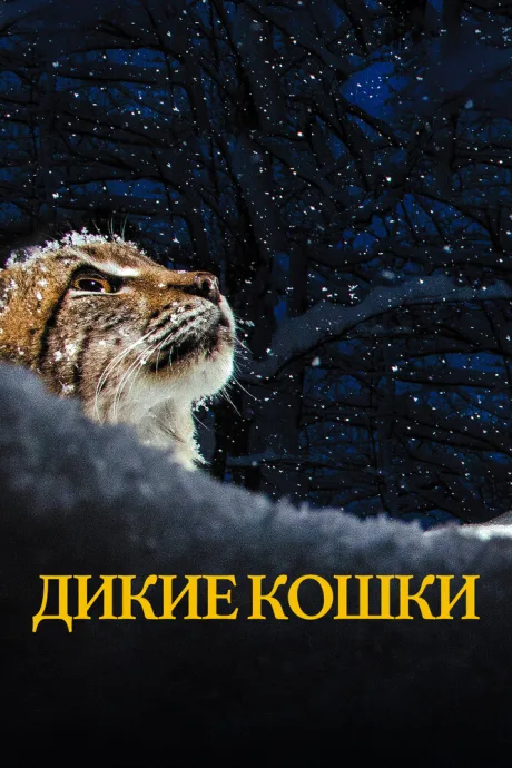 Дикие кошки — постер