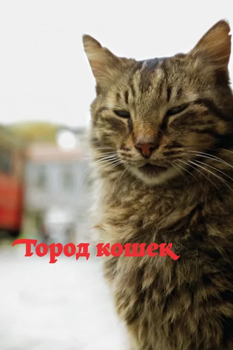 Город кошек — постер