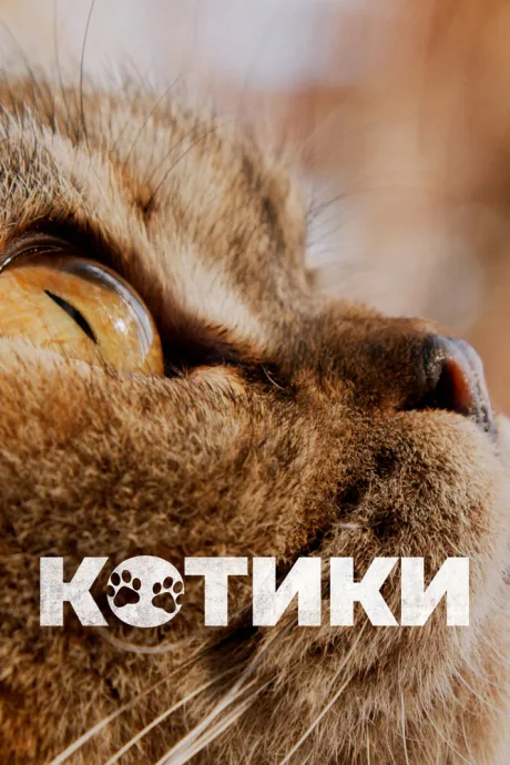 Котики — постер