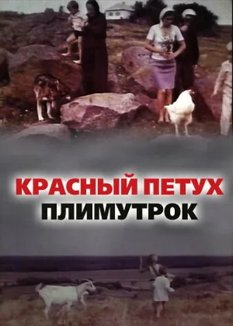 Красный петух плимутрок — постер