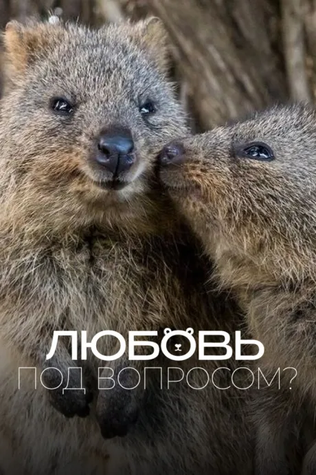Любовь под вопросом? — постер