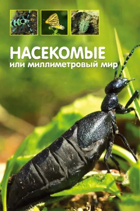Насекомые, или Миллиметровый мир — постер