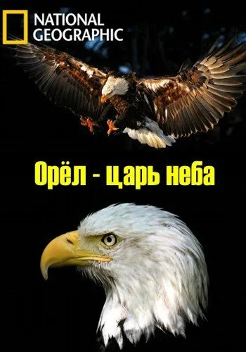 Орёл — царь неба — постер