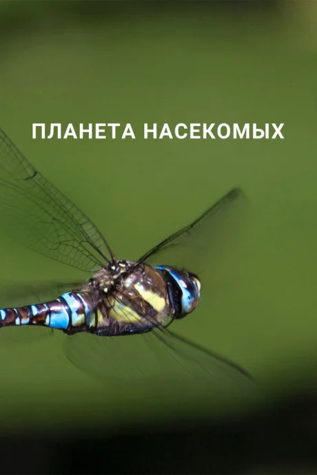 Планета насекомых — постер