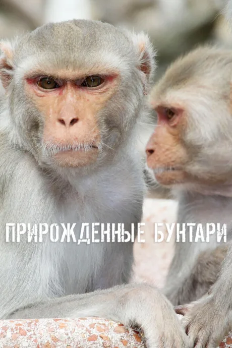 Прирожденные бунтари — постер