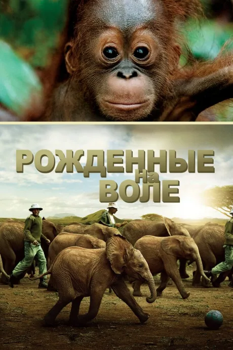 Рожденные на воле — постер