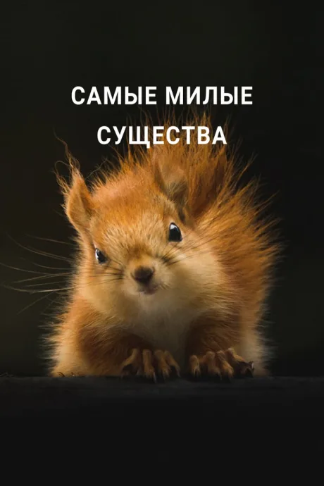 Самые милые существа — постер