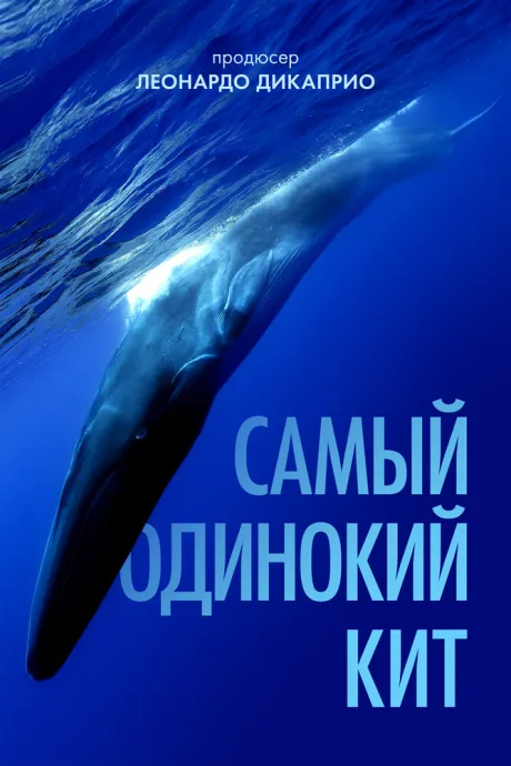 Самый одинокий кит — постер