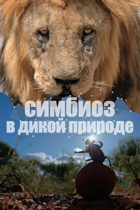 Симбиоз в дикой природе — постер