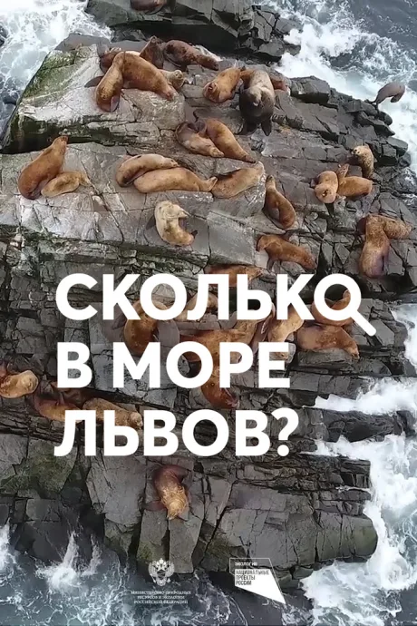 Сколько в море львов? — постер