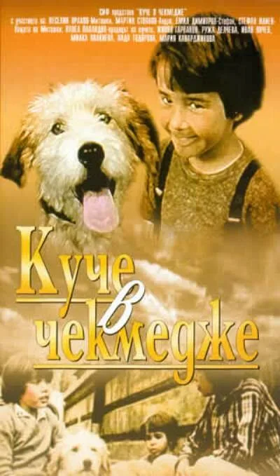 Собака в ящике — постер