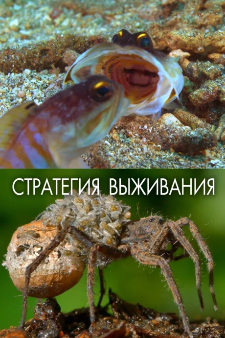 Стратегия выживания — постер