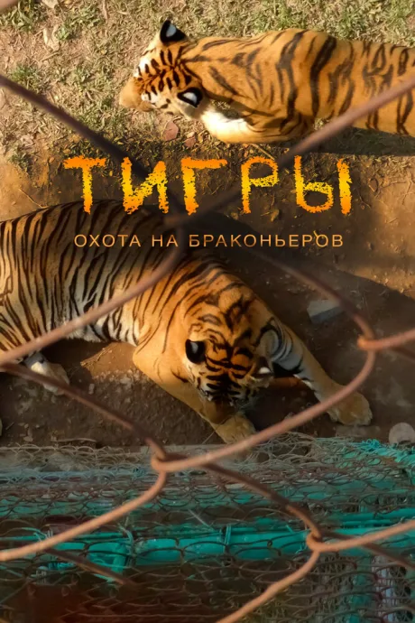 Тигры: Охота на браконьеров — постер