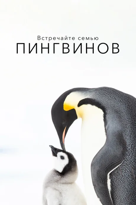 Встречайте семью пингвинов — постер