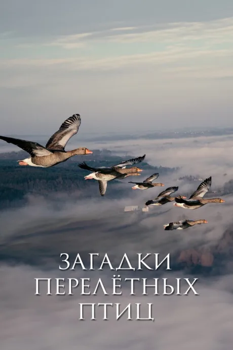 Загадки перелётных птиц — постер